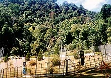 Penang Waterfall