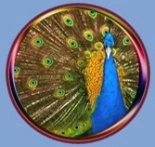 Murugan's Mayil
